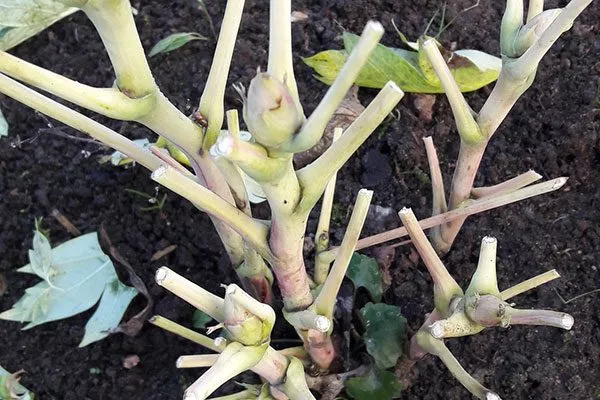 ИТО-пионы обрезка обрезка пионов9