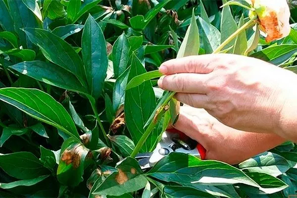 ИТО-пионы обрезка пионов10