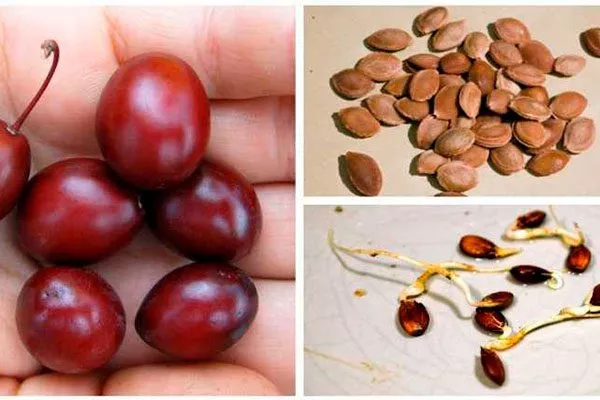 из косточек размножение алычи11