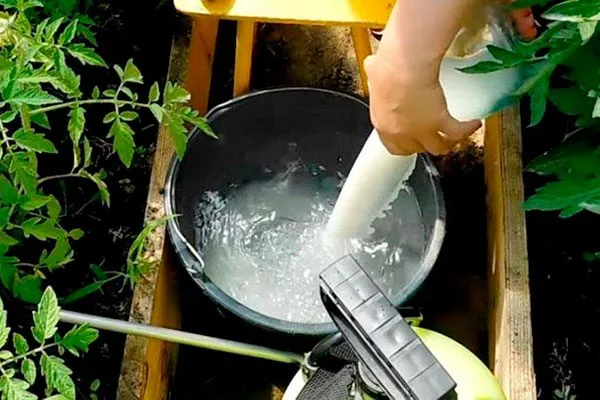 Из молочной сыворотки и воды