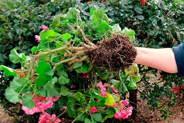 Из открытого грунта в кашпо пересадка герани6