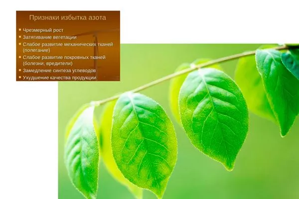 Избыток азота подкормить сливу16