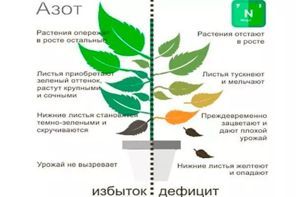 Избыток азотных удобрений сохнут бутоны пиона6