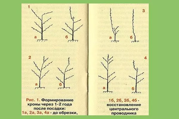 изменённо-лидерную обрезку Обрезка хурмы5