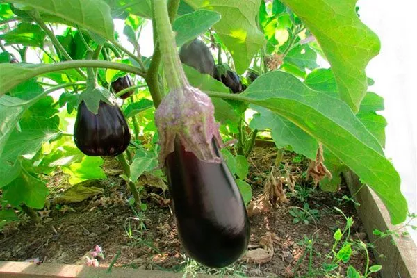 Как обрабатывать баклажаны на открытом грунте Паутинный клещ20