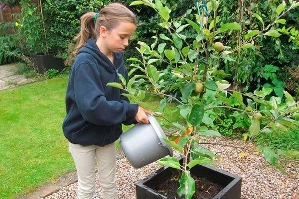 Как определить, что груша нуждается в поливе уход за грушей16