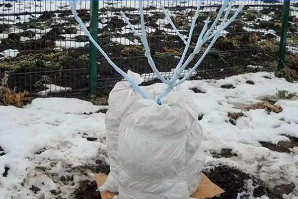 Как подготовить сливу к зиме для сибири и урала16