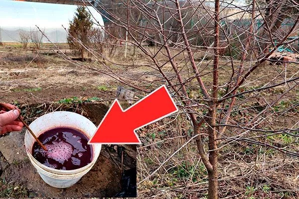 Как подкормить нет плодов у алычи3