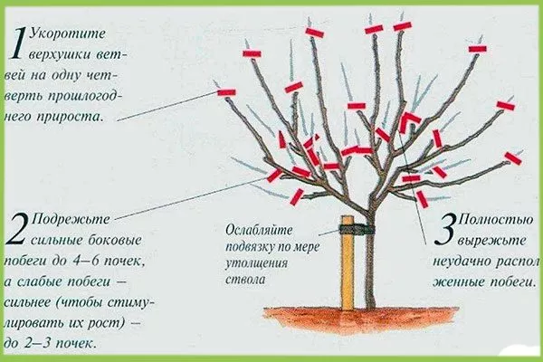 как правильно Обрезка яблони17