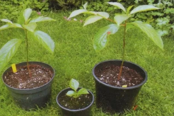 посадочный материал с закрытой корневой системой