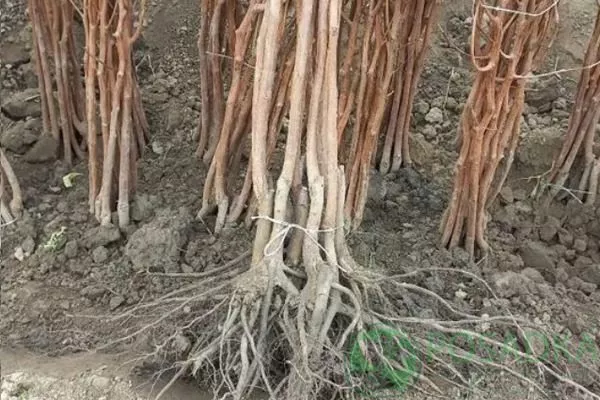 саженцы хурмы с открытыми корнями склонны к их пересыханию