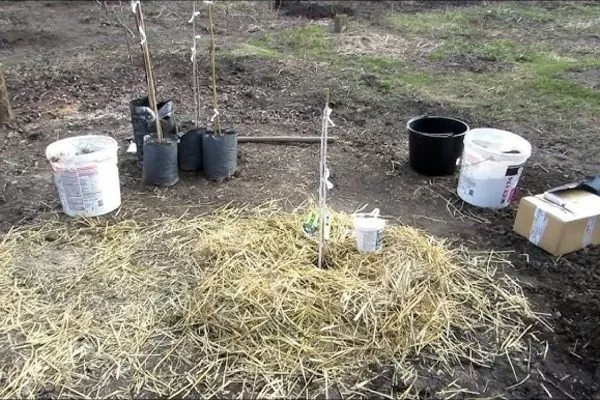 посадка хурмы весной