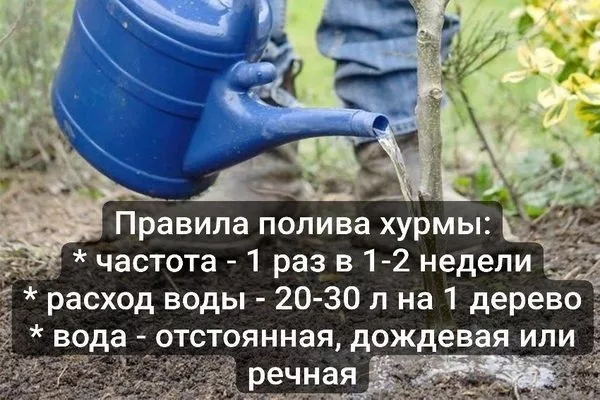 правила полива хурмы