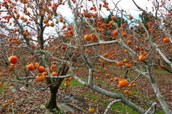 хурма виргинская