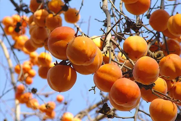 восточная хурма