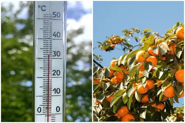 хурма теплолюбива