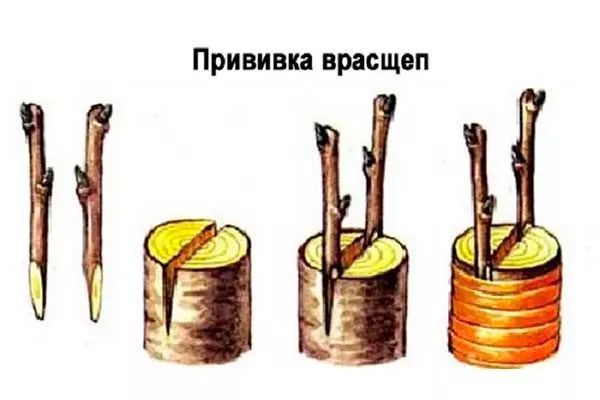 Как правильно привить алычу в расщеп размножение алычи12