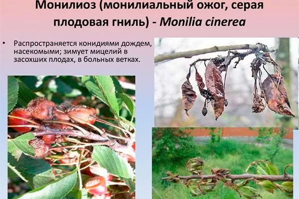 как распространяется