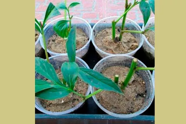 kak-razmnozhit-piony-kornevymi-i-steblevymi-cherenkami-672689e пиона Ред Чарм1