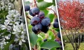 ирга на приусадебном участке