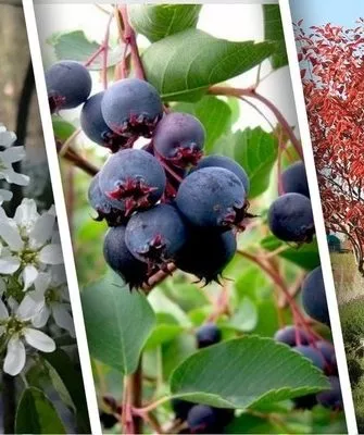 ирга на приусадебном участке