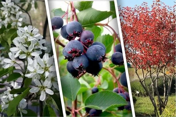 ирга на приусадебном участке