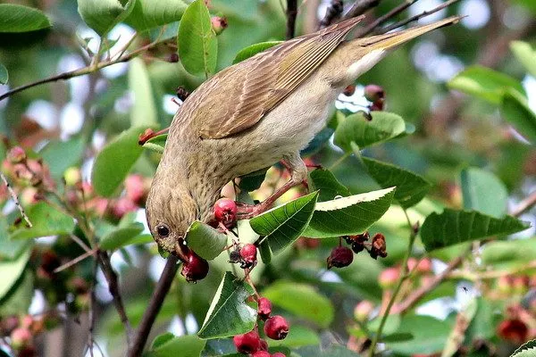 иргой любят лакомиться птицы