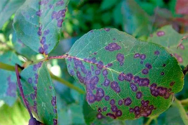 пятнистость на листьях ирги