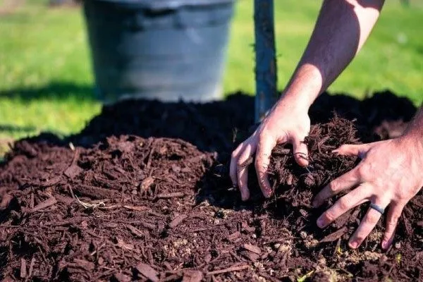 мульчирование ирги