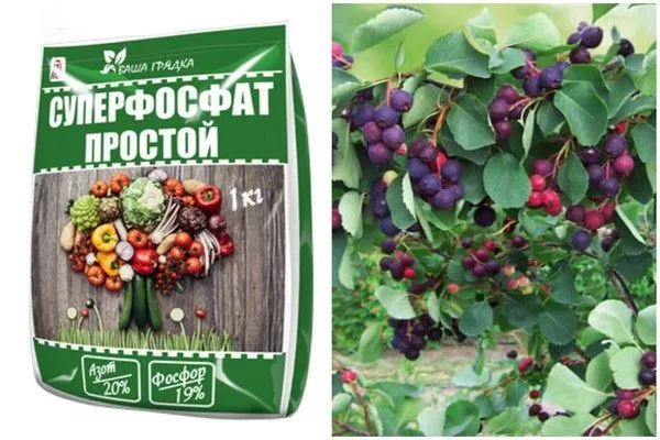 Суперфосфат для обильного плодоношения ирги