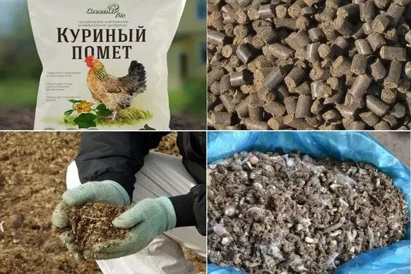 ирге показана подкормка куриным помётом