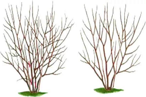 схема обрезки ирги