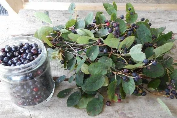 урожай ирги