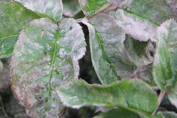 мучнистая роса на ирге