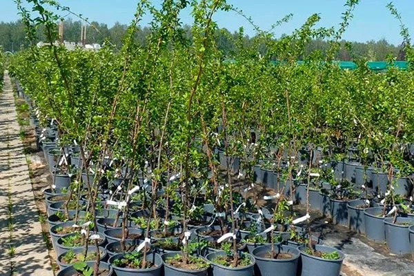 Как выбрать сорт алычи для посадки посадка алычи9