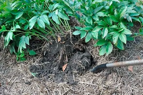 Какие кусты делить пересадка пионов15