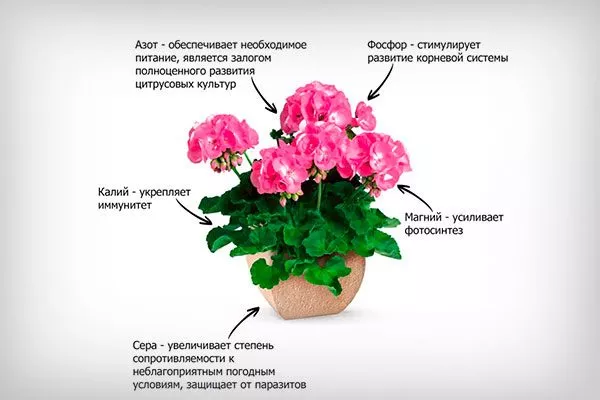 Какие нужны вещества для продолжительного и обильного цветения как удобрять пеларгонию17