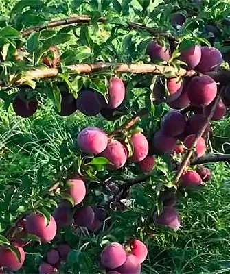 Какую сливу лучше посадить в Сибири, а какую на Урале для сибири и урала17