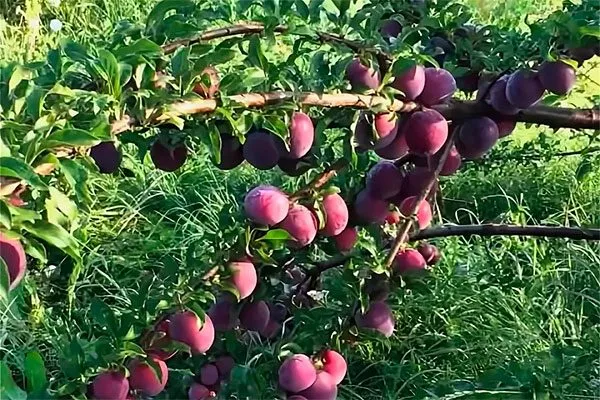 Какую сливу лучше посадить в Сибири, а какую на Урале для сибири и урала17