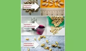 Калибровка огурцов Санькина любовь6