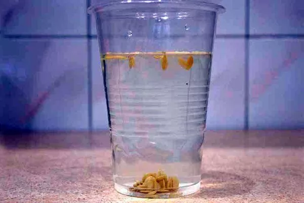 Калибровка1 огурцов Санькина любовь7