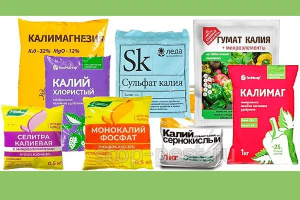 калийную селитру или калимагнезию как удобрять пеларгонию18