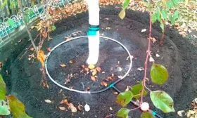 Капельное орошение яблони Августа