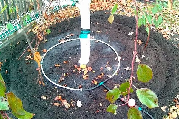 Капельное орошение яблони Августа