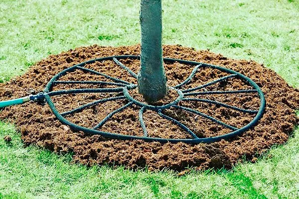 капельный 2 уход за грушей19