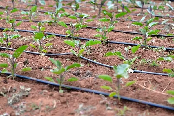 Капельный полив полив баклажанов5