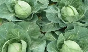 капуста Тиара на грядке, кочаны не растрескиваются