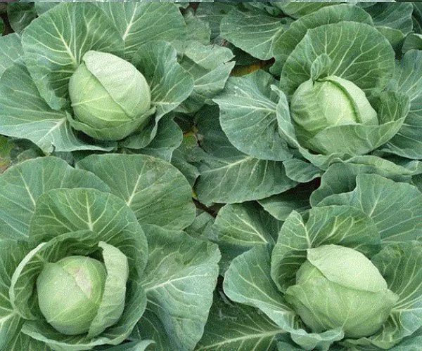 капуста Тиара на грядке, кочаны не растрескиваются