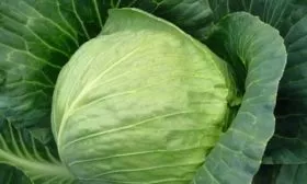капуста Тиара