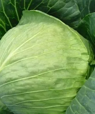 капуста Тиара